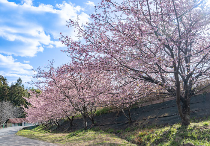 「井手町まちづくりセンター 椿坂」の河津桜の画像３