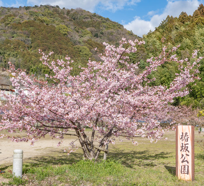 「井手町まちづくりセンター 椿坂」の河津桜の画像４