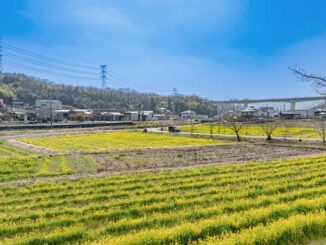 2024年　普賢寺の菜の花畑の画像３