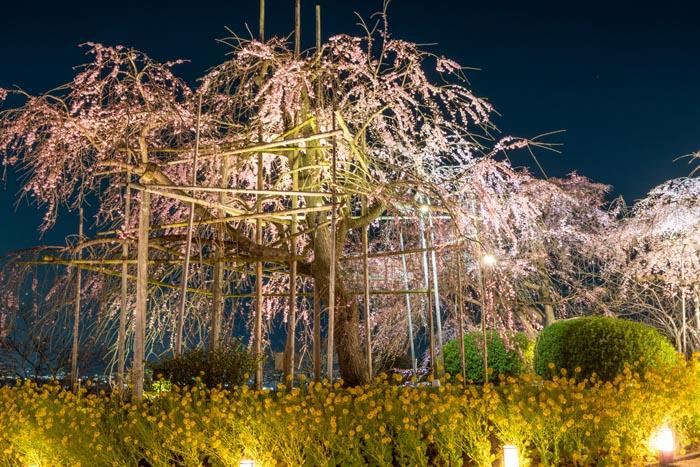 「宇治市植物公園」ライトアップされた桜の画像