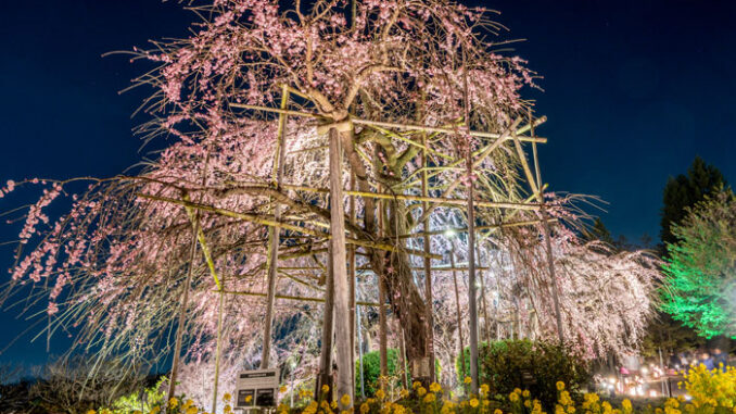 「宇治市植物公園」枝垂桜の画像