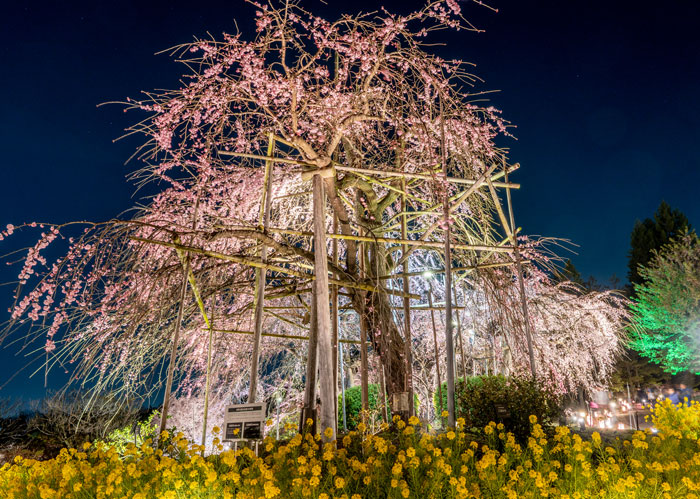 「宇治市植物公園」枝垂桜の画像