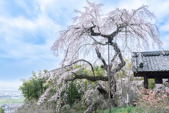 地蔵禅院しだれ桜の画像