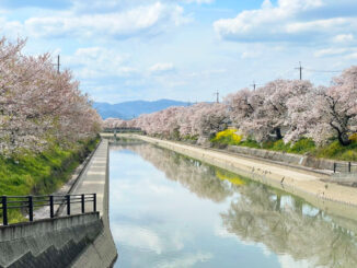 「前川堤の桜並木」の画像１