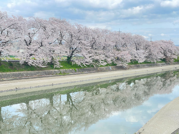 「前川堤の桜並木」の画像４