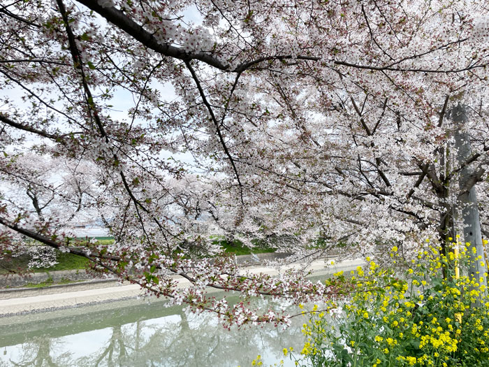 「前川堤の桜並木」の画像３