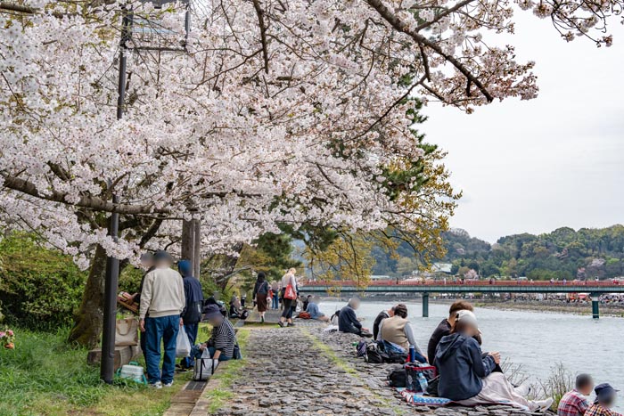 宇治川と桜の画像