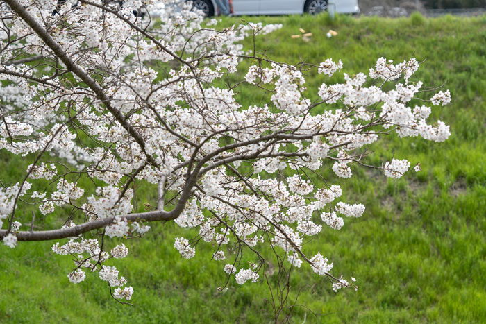 蟹満寺の駐車場の近くにある桜トンネルの画像３
