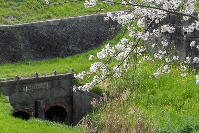 蟹満寺の駐車場の近くにある桜トンネルの画像４