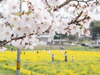 普賢寺の桜と菜の花畑の画像