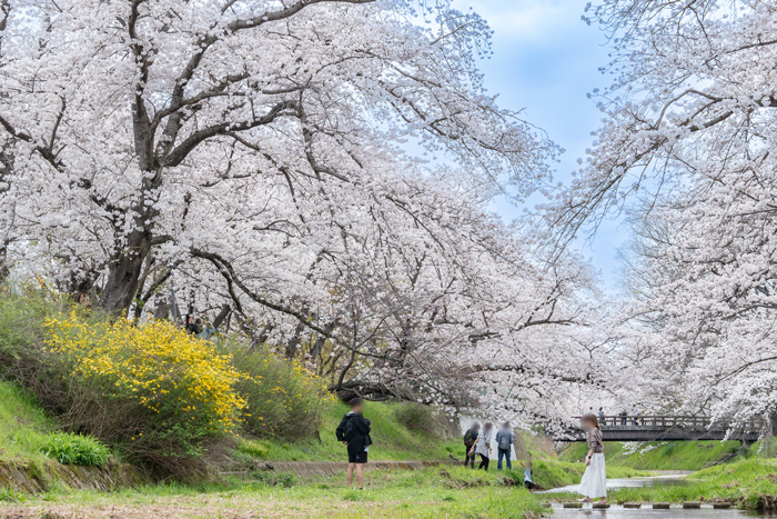京都府井手町の玉川堤の桜並木画像１