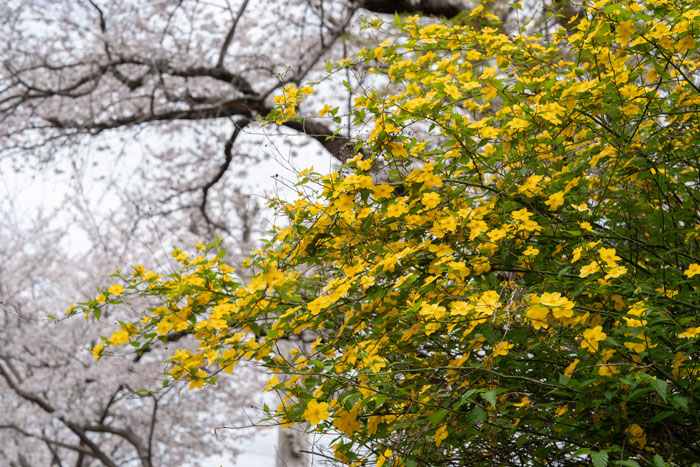 京都府井手町の玉川堤の桜並木画像５