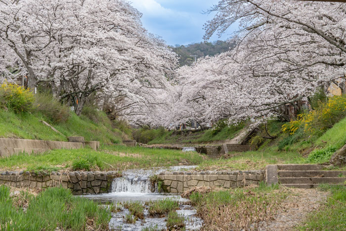京都府井手町の玉川堤の桜並木画像８
