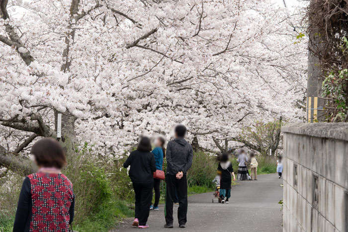 京都府井手町の玉川堤の桜並木画像３