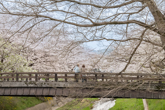 京都府井手町の玉川堤の桜並木画像４