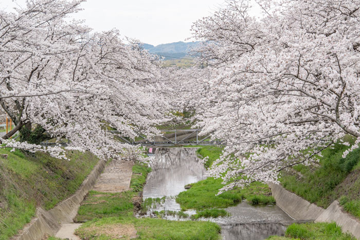 京都府井手町の玉川堤の桜並木画像２