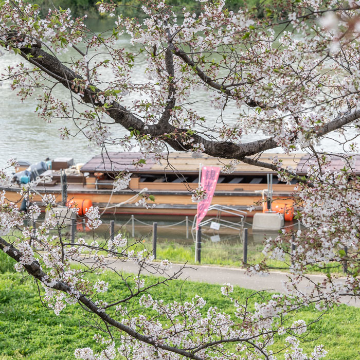 「背割堤」の桜画像４