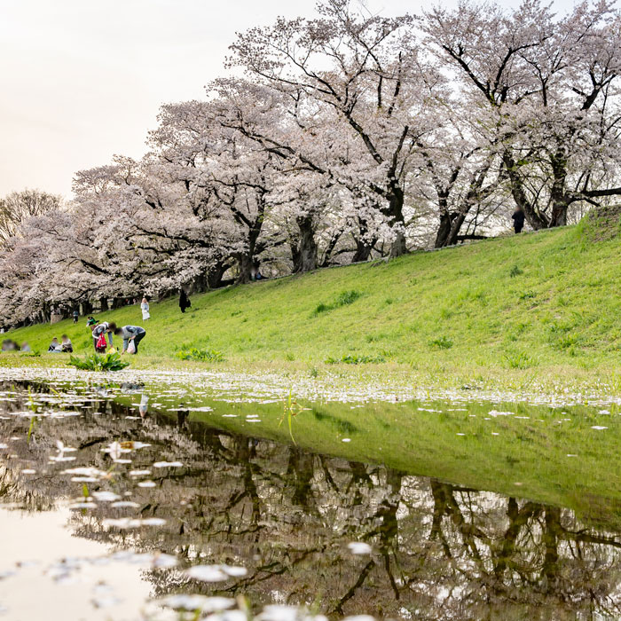 「背割堤」の桜のリフレクション画像