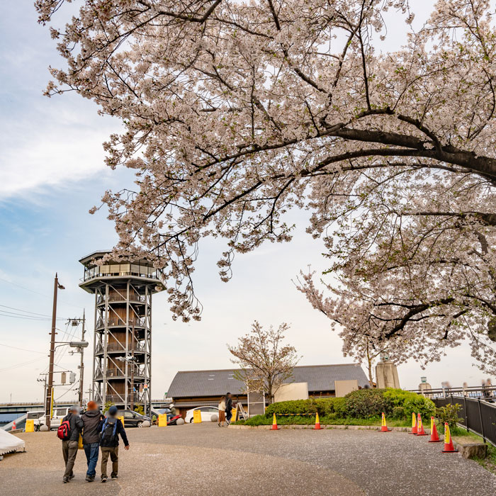 「背割堤」の桜と塔の画像