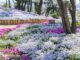 「上大谷第一児童公園」の芝桜の画像