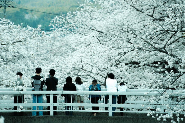 MoMo太郎さん投稿の桜の写真