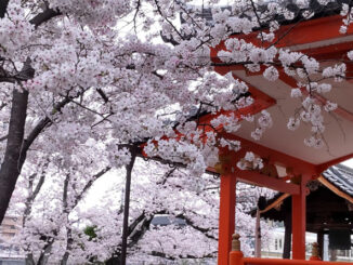白い金魚草さん投稿の桜の写真