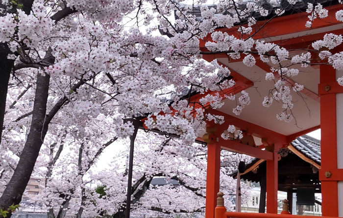 白い金魚草さん投稿の桜の写真