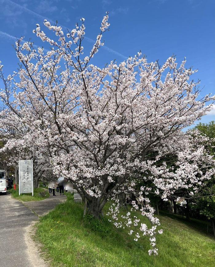 ４月７日・８日、桜は満開！やましろふぉと【宇治市・円蔵院／京田辺市 