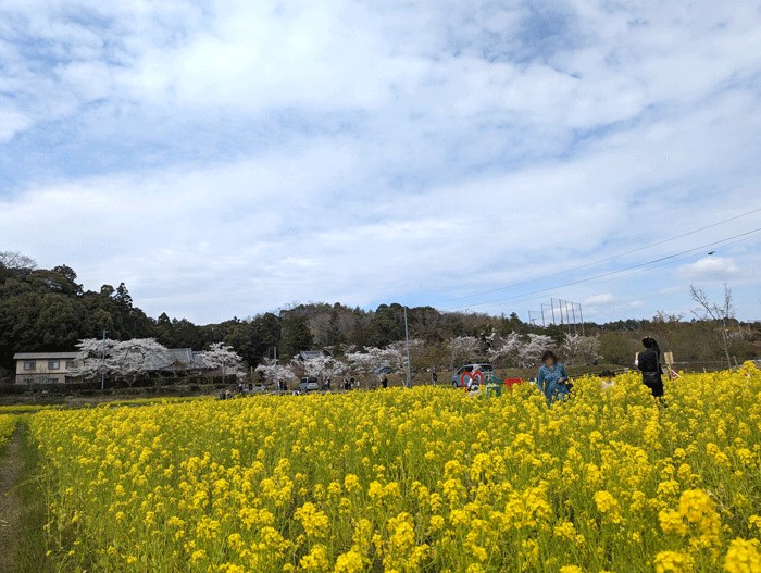 京田辺市・普賢寺での春の思い出の画像