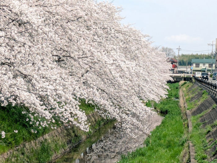 ひまわりさん投稿の桜の写真１