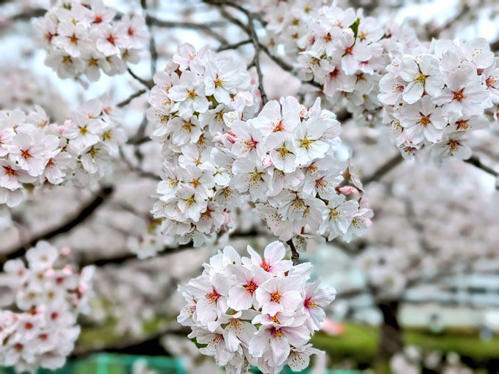 ひまわりさん投稿の桜の写真２