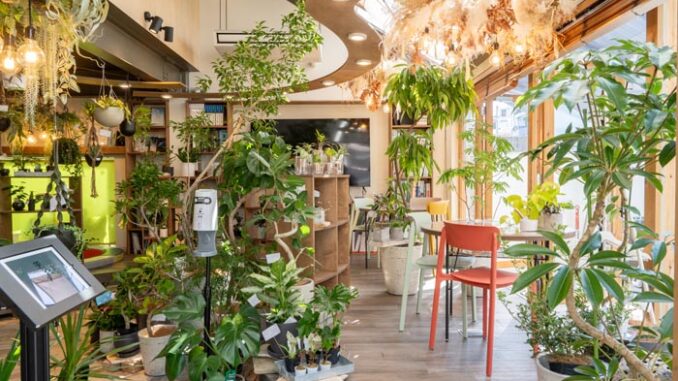 観葉植物専門店「cotoha uji」　の画像