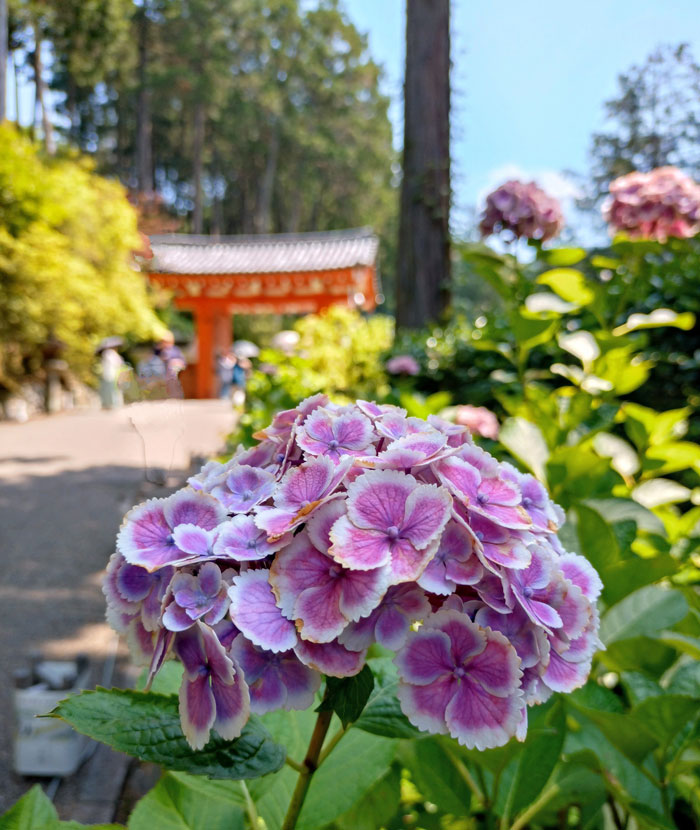 三室戸寺の画像