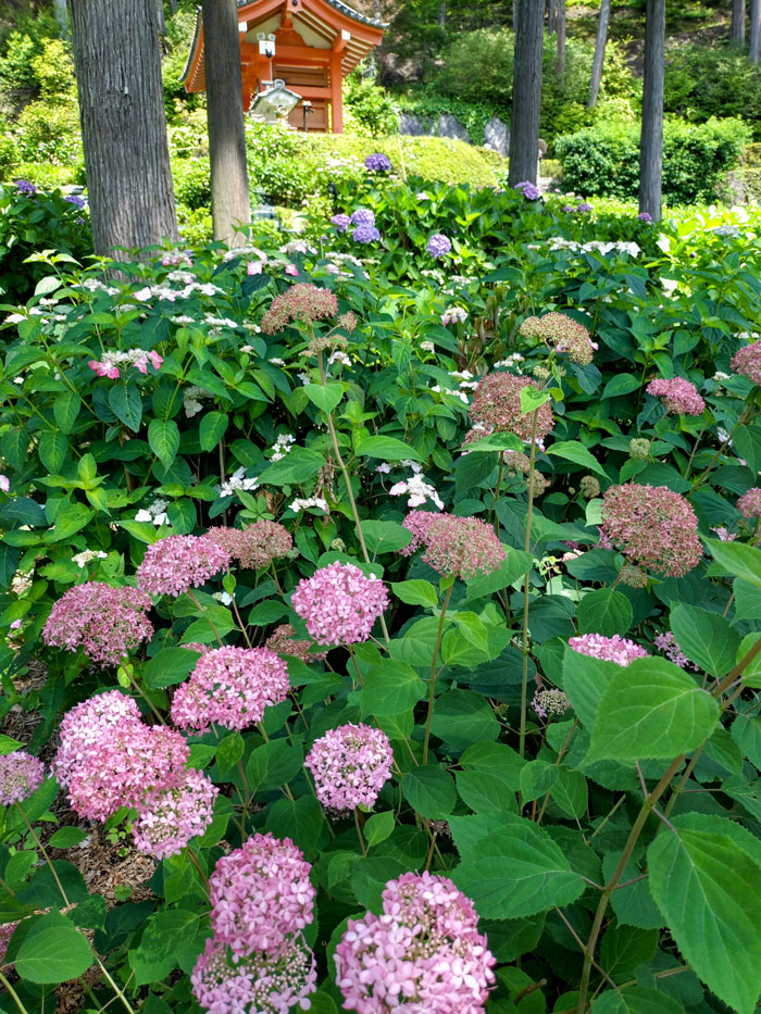 三室戸寺のあじさい園の画像