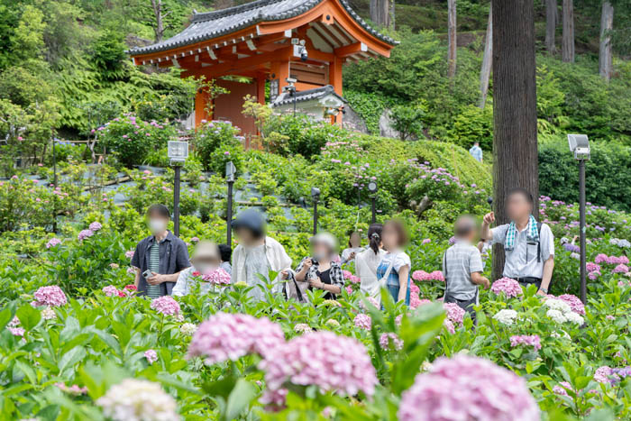 令和6年6月20日撮影　三室戸寺の紫陽花と山門の画像