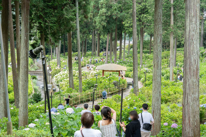 令和6年6月20日撮影　三室戸寺の紫陽花園に到着しtた画像