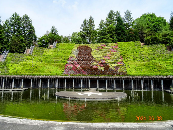 宇治市植物公園の紫式部の画像