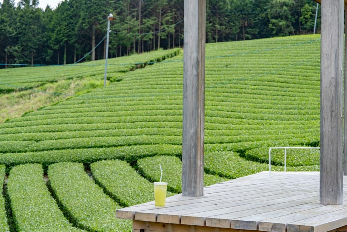 「小山園製茶場」茶畑テラスの画像１