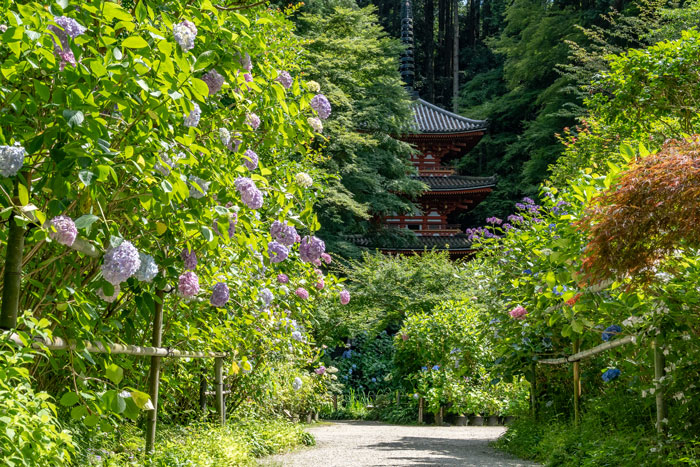 令和6年6月19日撮影　「高雄山 岩船寺」の紫陽花画像　１