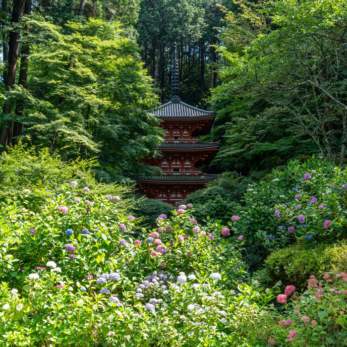 令和6年6月19日撮影　「高雄山 岩船寺」の紫陽花画像　２