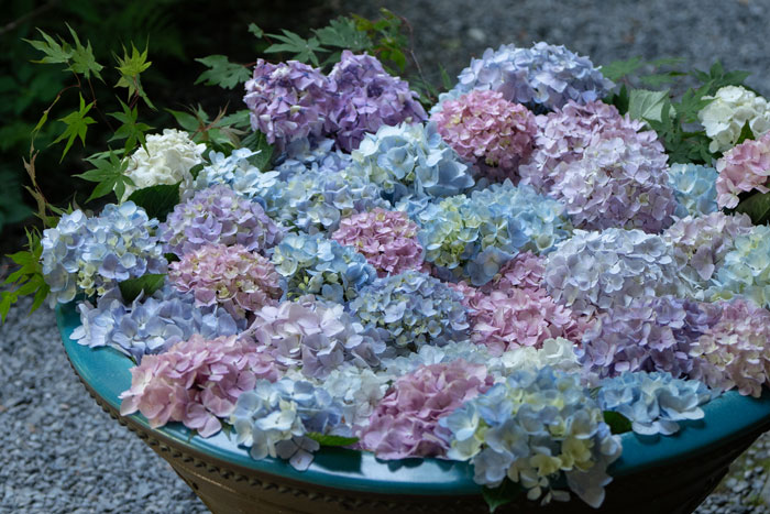 令和6年6月19日撮影　「高雄山 岩船寺」の紫陽花画像　花手水１