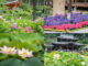 令和6年6月20日撮影　三室戸寺の紫陽花と蓮の画像