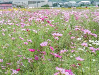 京田辺市のコスモス畑の画像