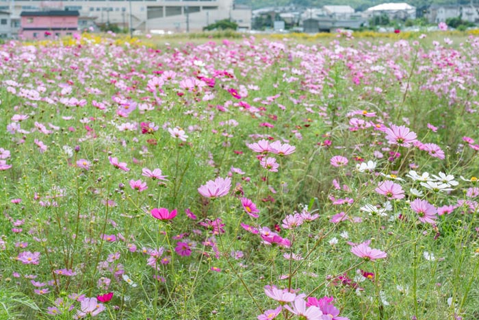 京田辺市のコスモス畑の画像