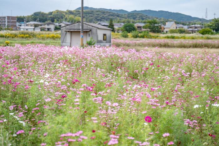 コスモス畑の画像