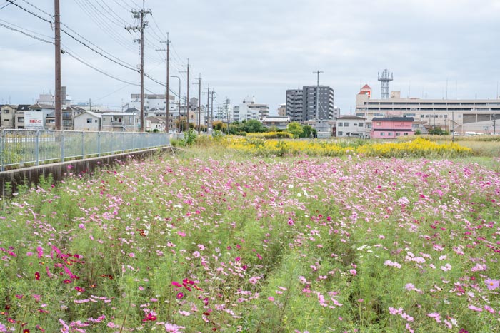 「アル・プラザ京田辺」北側のコスモス畑の画像