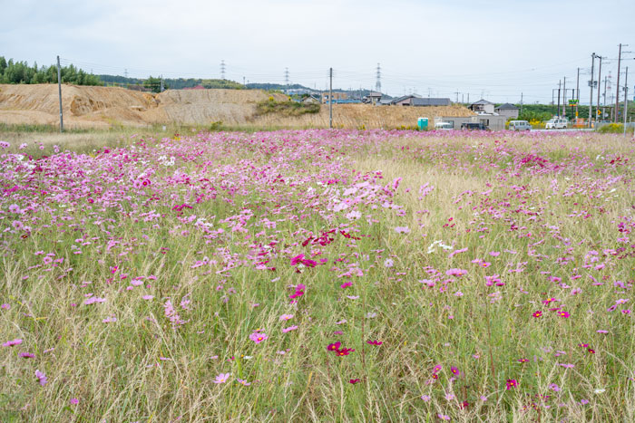 京田辺市のコスモス畑の画像２