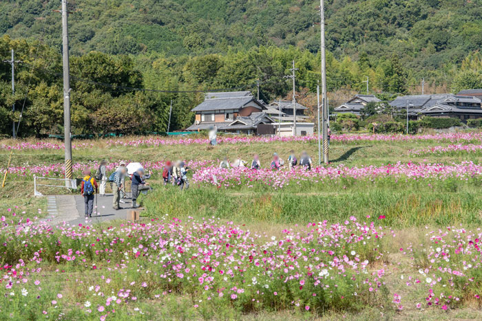 恭仁京のコスモス２０２４年の画像２