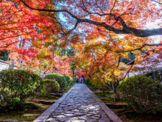 一休寺紅葉2024年　入り口の坂画像