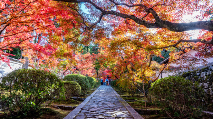 一休寺紅葉2024年　入り口の坂画像